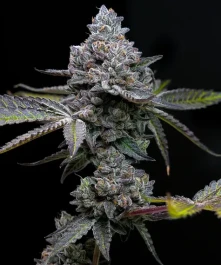 BF2007505 - BARNEY'S FARM - APPLE FRITTER FEM | 5 SEEDS