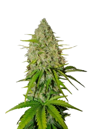 FBS03F9007 - FAST BUDS - GRAPEFRUIT AUTO FEM | 3 SEEDS