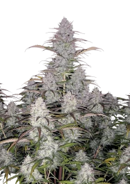 FBS03F9011 - FAST BUDS - GREEN CRACK AUTO FEM | 3 SEEDS