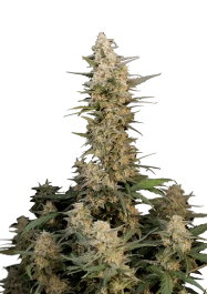 FBS05F9031 - FAST BUDS - ORIGINAL CRITICAL AUTO | 5 SEEDS