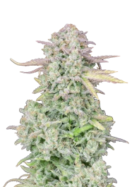 FBS05F9048 - FAST BUDS - ORIGINAL TRAINWRECK AUTO FEM | 5 SEEDS