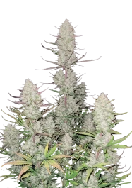 FBS10F9059 - FAST BUDS - TROPICANA COOKIES AUTO FEM | 10 SEEDS