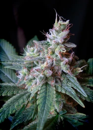 SWCR25 - SWEET SEEDS - CREAM CARAMEL® FEM (SWS04) | 25 SEEDS
