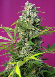 SWGG100 - SWEET SEEDS - GORILLA GIRL® FEM (SWS74) | 100 SEEDS