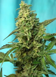SWGPFV100 - SWEET SEEDS - GREEN POISON F1 FAST VERSION® FEM (SWS41) | 100 SEEDS