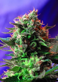 JK3 - SWEET SEEDS - JACK 47® FEM (SWS08) | 3+1 SEEDS