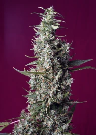 SWSCPP3 - SWEET SEEDS - SWEET CHERRY PIE® FEM (SWS92) | 3+1 SEEDS