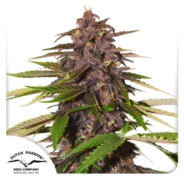 DP13112 - DUTCH PASSION - AUTO FORBIDDEN CHERRY FEM | 1 SEED Available while stocks last