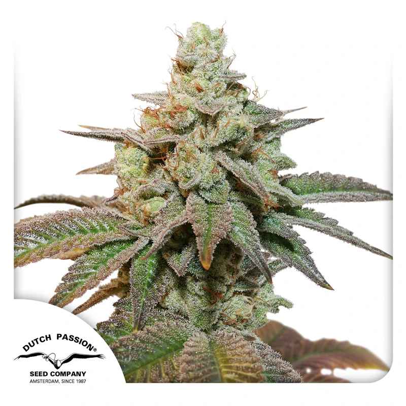 DP12132 - DUTCH PASSION - AUTO KEROSENE KRASH FEM | 3 SEEDS
