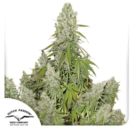 DP3712 - DUTCH PASSION - AUTO ULTIMATE FEM | 1 SEED Available while stocks last