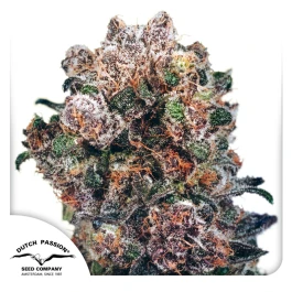 DP3835 - DUTCH PASSION - BLUEBERRY FEM | 5 SEEDS