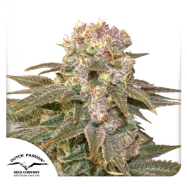 DP10712 - DUTCH PASSION - C-VIBEZ FEM | 1 SEED Available while stocks last