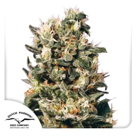 DP3301 - DUTCH PASSION - EUPHORIA REG | 10 SEEDS