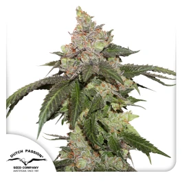 DP11012 - DUTCH PASSION - KEROSENE KRASH FEM | 1 SEED Available while stocks last