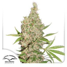 DP6601 - DUTCH PASSION - WHITE WIDOW X THE ULTIMATE REG | 10 SEEDS
