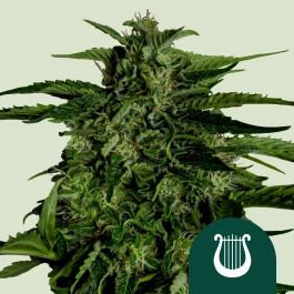 RQSF1AUT003072 - ROYAL QUEEN SEEDS - APOLLO F1 AUTOFLOWERING | 3 SEEDS