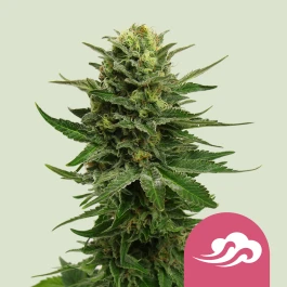 RQSFEM05007 - ROYAL QUEEN SEEDS - BLUE MYSTIC FEM | 5 SEEDS