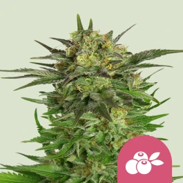 RQSFEM10020 - ROYAL QUEEN SEEDS - HAZE BERRY FEM | 10 SEEDS