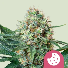 RQSFEM03034 - ROYAL QUEEN SEEDS - ROYAL COOKIES FEM | 3 SEEDS