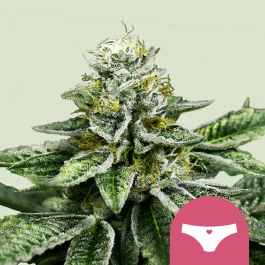 RQSFEM10041 - ROYAL QUEEN SEEDS - SHERBET QUEEN FEM (USA PREMIUM) | 10 SEEDS