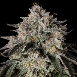 SILSSS-CEF001-FR - SILENT SEEDS - CHERRY ESSENCE FEM | 3 SEEDS