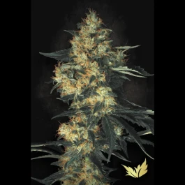 PS0416 - PARADISE SEEDS - ACID FEM | 5 SEEDS