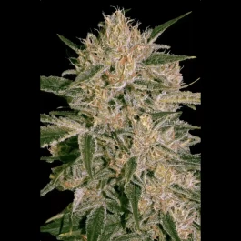 PS0432 - PARADISE SEEDS - NEBULA II CBD FEM | 5 SEEDS