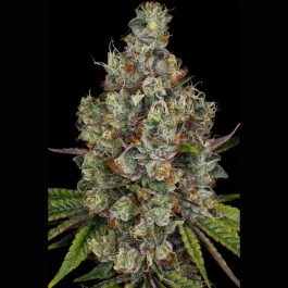 PS0541 - PARADISE SEEDS - RAINBOW ROAD FEM | 3 SEEDS