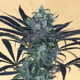 HS019F0010 - HUMBOLDT SEED ORGANISATION - BLUEBERRY HEADBAND FEM | 10 SEEDS