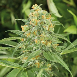 HS018F0010 - HUMBOLDT SEED ORGANISATION - GREEN CRACK 2.0 FEM | 10 SEEDS