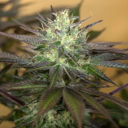 HS006F0010 - HUMBOLDT SEED ORGANISATION - SAPPHIRE OG FEM | 10 SEEDS