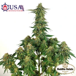 BSBGTF10 - BUDDHA SEEDS - BUDDHA GELATO FEM | BLISTER 1x10 SEEDS
