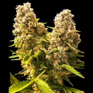 SS1560612 - SENSI SEEDS BANK - BANANA KUSH CAKE AUTO FEM | 3 SEEDS