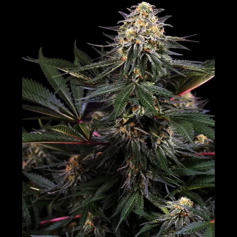 SS1530337 - SENSI SEEDS RESEARCH - LOCKDOWN KUSH FEM | 3 SEEDS