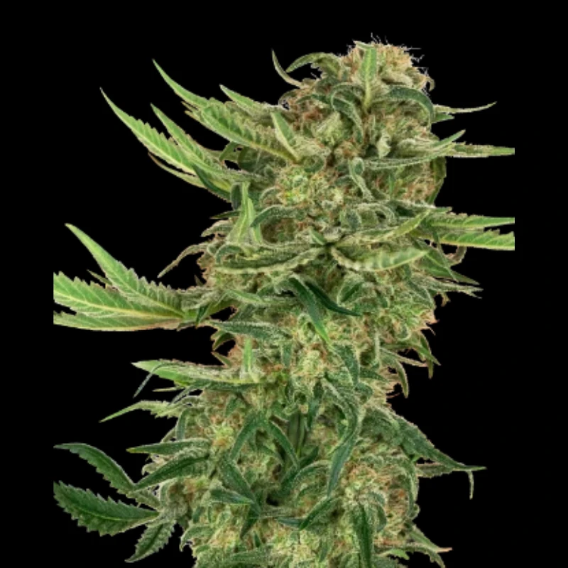 SS1530316 - SENSI SEEDS RESEARCH - N13 KUSH FEM | 3 SEEDS