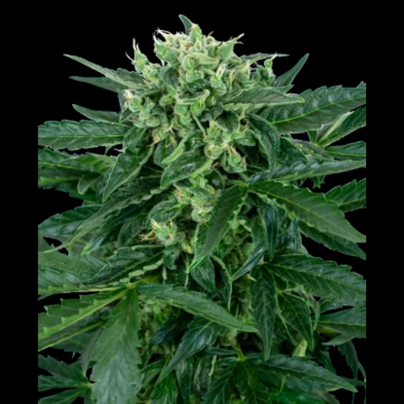 SS1530319 - SENSI SEEDS RESEARCH - SENSI AMNESIA AUTO FEM | 3 SEEDS