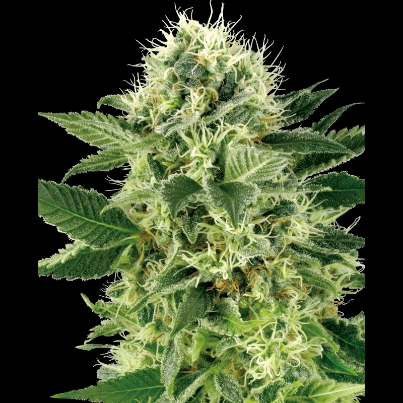 WL1520503 - WHITE LABEL - NORTHERN LIGHTS FEM | 5 SEEDS