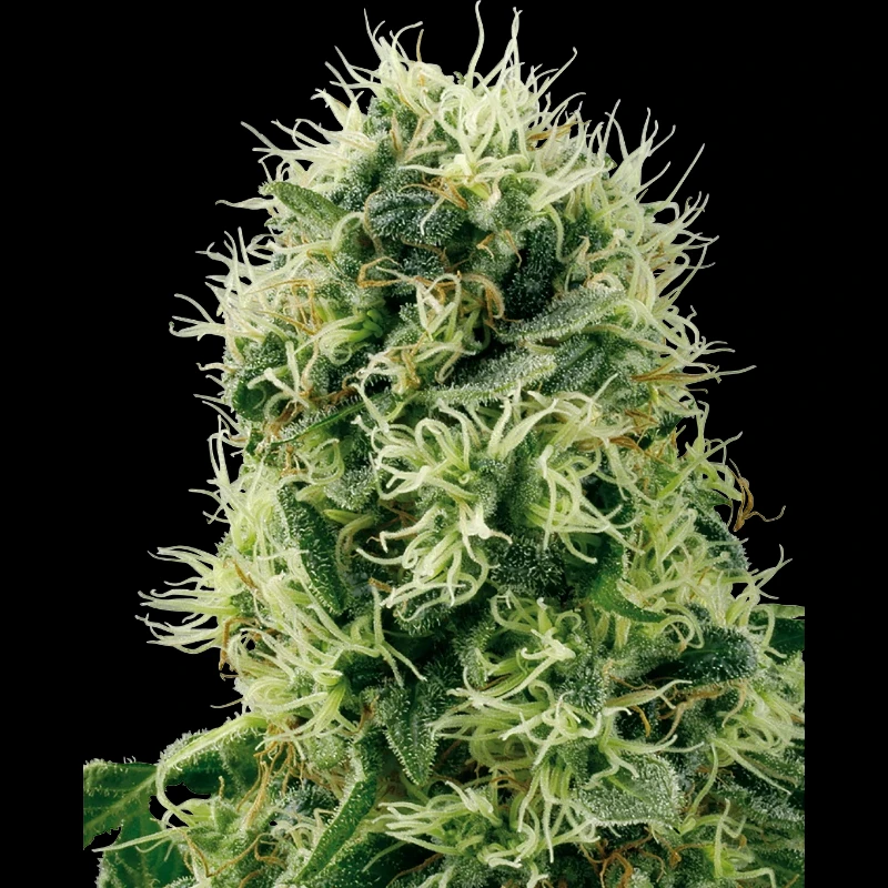 WL1520506 - WHITE LABEL - PURE POWER PLANT FEM | 5 SEEDS