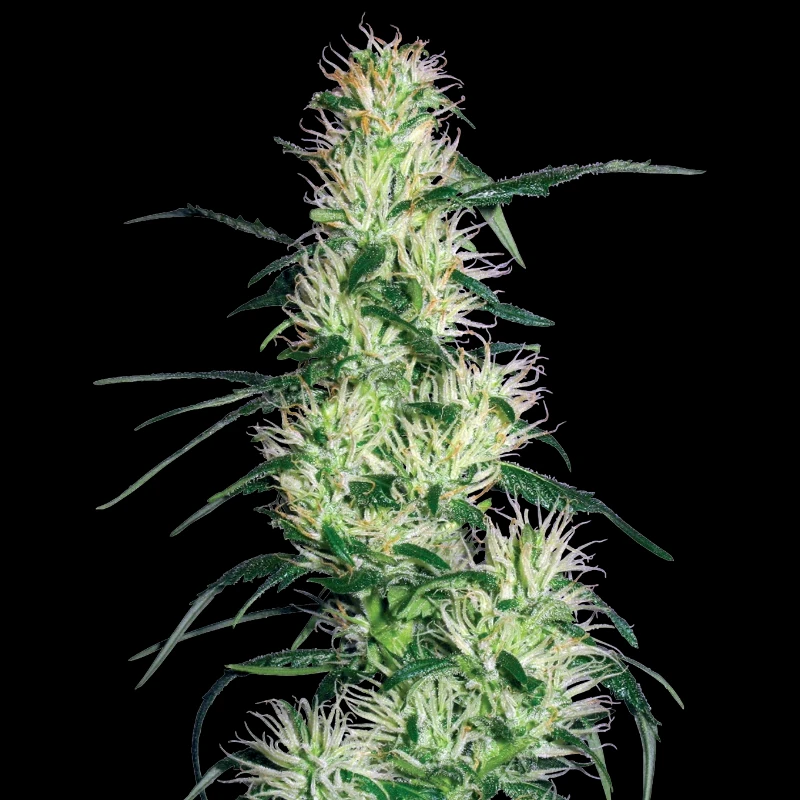 WL1520511 - WHITE LABEL - PURPLE HAZE FEM | 5 SEEDS