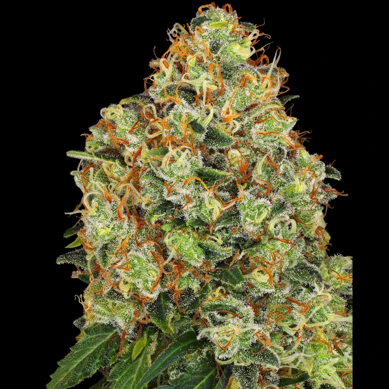 WL1520339 - WHITE LABEL - SWEET TANGERINE TANGO AUTOMATIC FEM | 3 SEEDS