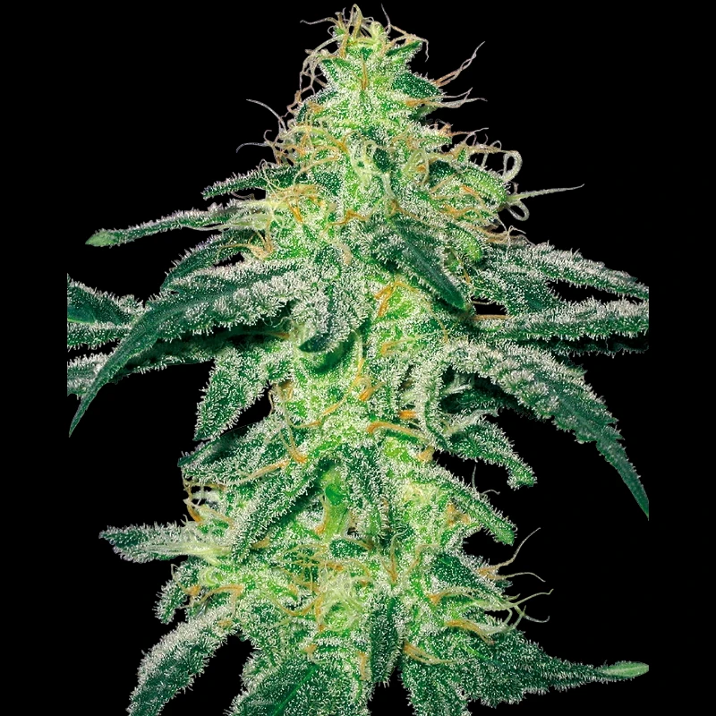 WL1520514 - WHITE LABEL - WHITE SKUNK FEM | 5 SEEDS