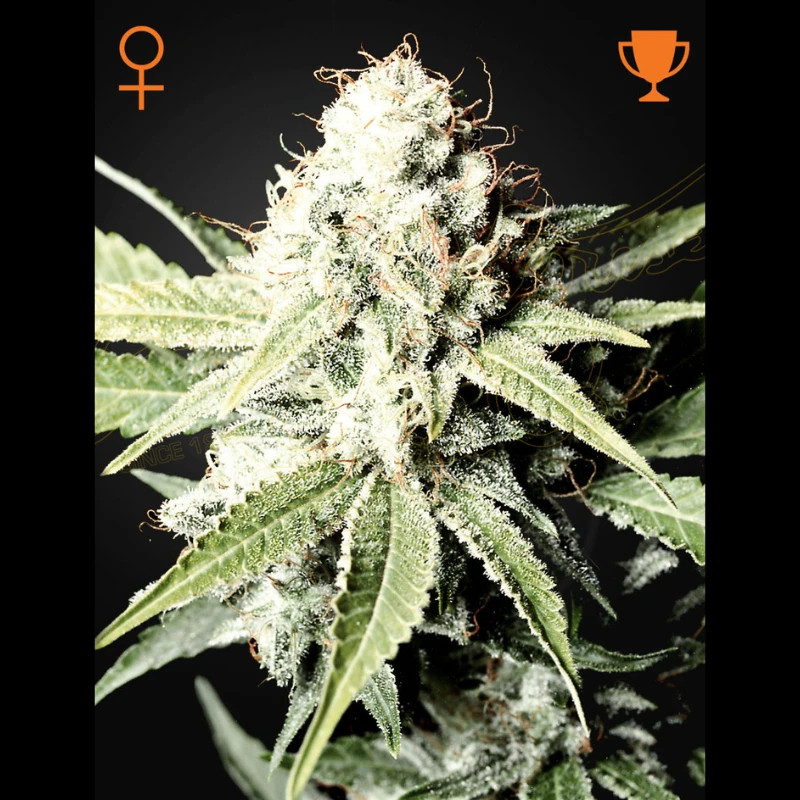 GWSF5 - GREEN HOUSE SEED CO. - GREAT WHITE SHARK FEM | 5 SEEDS