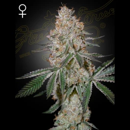 GHHCM05 - GREEN HOUSE SEED CO. - HIGHCLOUDZ FEM | 5 SEEDS