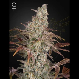 GH8720246571356 - GREEN HOUSE SEED CO. - JACK'S DREAM FEM | 3 SEEDS