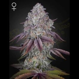 GHPRPM01 - GREEN HOUSE SEED CO. - PERSIAN PIE FEM | 1 SEED