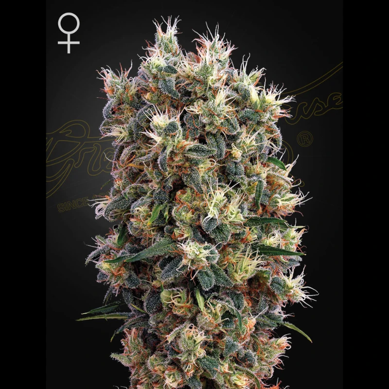 GHSCHU5F - GREEN HOUSE SEED CO. - THE CHURCH FEM | 5 SEEDS