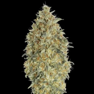 ADVSGBA0003 - ADVANCED SEEDS - AUTO GORILLA BLUE FEM | 3 SEEDS