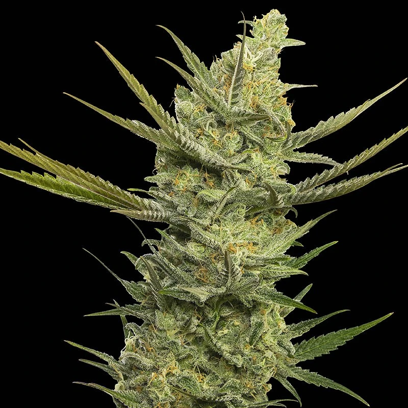 SEVGHF0003 - EVA SEEDS - GIPSY HAZE FEM | 3+1 Free SEEDS