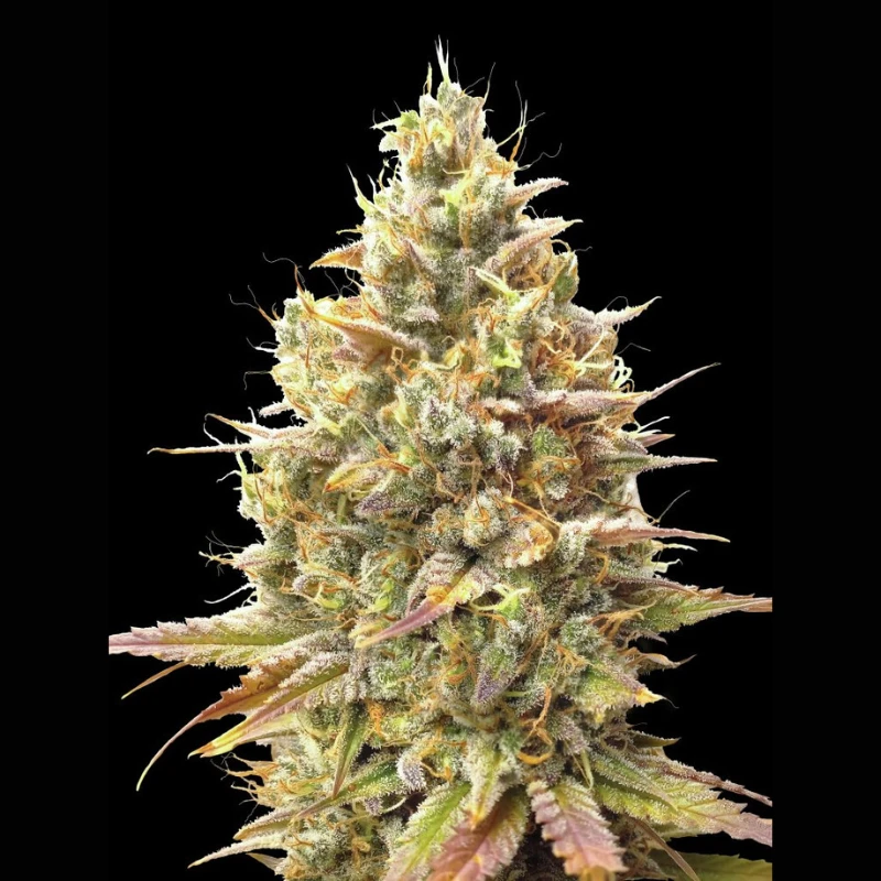 ADVSSBA0003 - ADVANCED SEEDS - AUTO STRAWBERRY BANANA FEM | 3 SEEDS