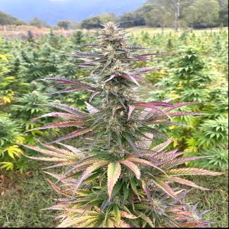 SCBB0005 - SATIVA CREATION - BERRY BUDDHA (CBD)  | 5 seeds